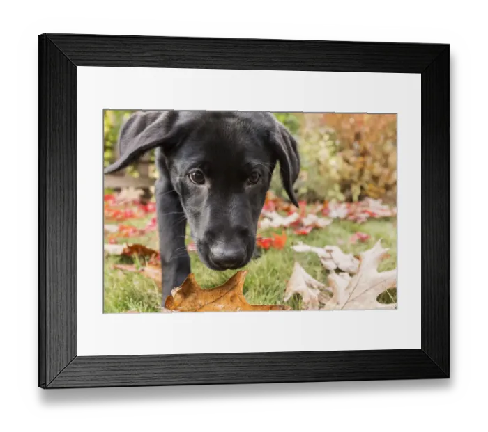 Framed Print : Bellevue, Washington State, USA. Portrait of a three month old black Labrador Retriever