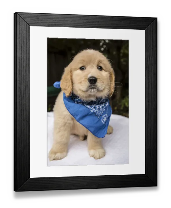 Framed Print : Issaquah, Washington State, USA. Cute seven week Goldendoodle puppy wearing a blue neckerchief Framed Print : Issaquah, Washington State, USA. Cute seven week Goldendoodle puppy wearing a blue neckerchief