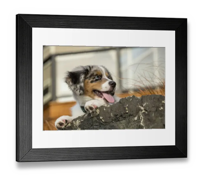 Framed Print : Sammamish, Washington State, USA. Three month old Blue Merle Australian Shepherd puppy resting Framed Print : Sammamish, Washington State, USA. Three month old Blue Merle Australian Shepherd puppy resting