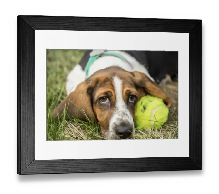 Framed Print : Maple Valley, Washington State, USA. Three month old Basset puppy resting beside her tennis ball