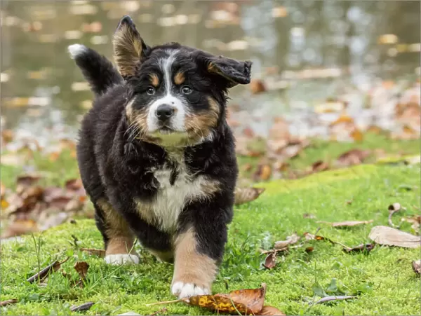 North Bend, Washington State, USA. Ten week old Bernese Mountain puppy out for a