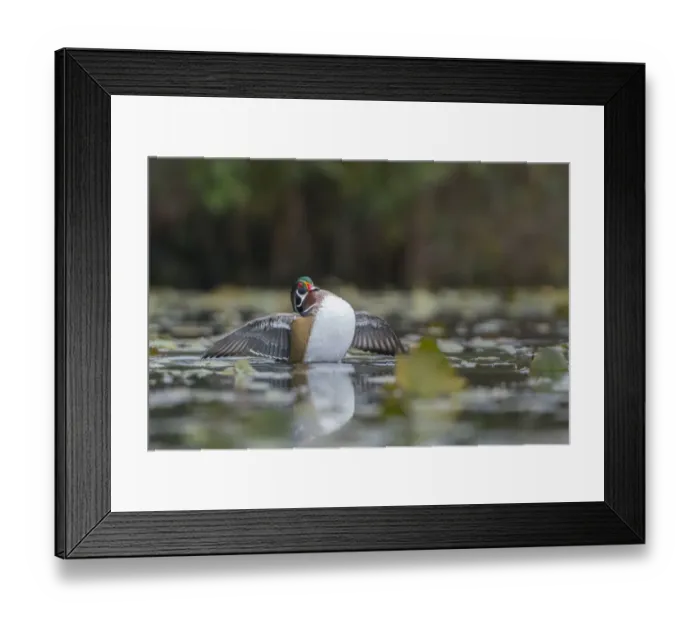 Framed Print : USA, Washington State. Male Wood Duck (Aix sponsa) stretches its wings on Union Bay in Seattle Framed Print : USA, Washington State. Male Wood Duck (Aix sponsa) stretches its wings on Union Bay in Seattle