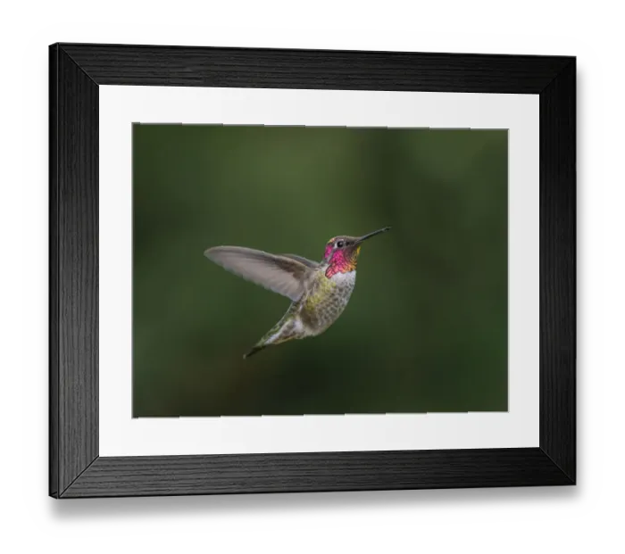 Framed Print : USA, Washington State. Male Annas Hummingbird (Calypte anna) displays its gorget Framed Print : USA, Washington State. Male Annas Hummingbird (Calypte anna) displays its gorget