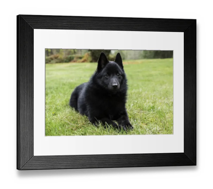Framed Print : Maple Valley, Washington State, USA. Schipperke puppy reclining in his lawn on a Framed Print : Maple Valley, Washington State, USA. Schipperke puppy reclining in his lawn on a