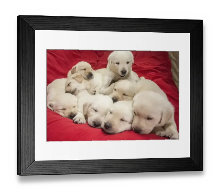 Framed Print : Litter of one month old Yellow Labrador puppies. (PR) Framed Print : Litter of one month old Yellow Labrador puppies. (PR)