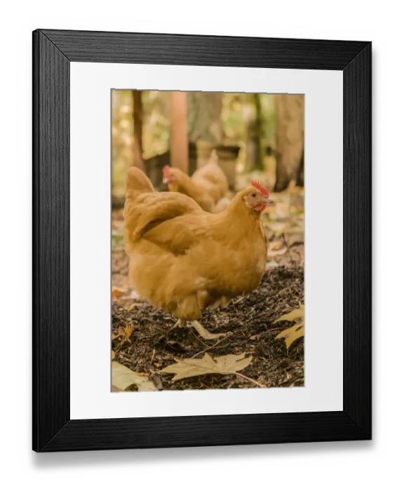 Framed Print : Issaquah, Washington State, USA. Free-ranging Buff Orpington chickens. (PR) Framed Print : Issaquah, Washington State, USA. Free-ranging Buff Orpington chickens. (PR)