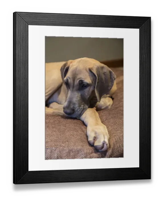 Framed Print : Great Dane puppy Evie resting on her bed. (PR) Framed Print : Great Dane puppy Evie resting on her bed. (PR)