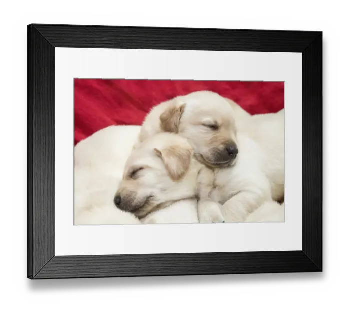 Framed Print : Litter of one month old Yellow Labrador puppies. (PR)