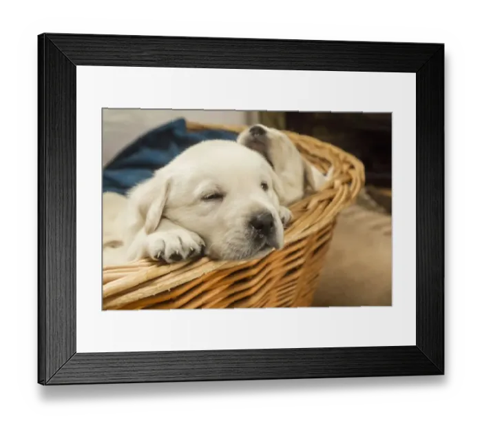 Framed Print : Litter of one month old Yellow Labrador puppies. (PR) Framed Print : Litter of one month old Yellow Labrador puppies. (PR)