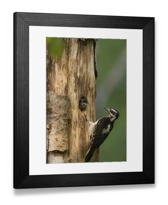Framed Print : USA, Washington State. Female Hairy Woodpecker (Picoides villosus) at nest chick Framed Print : USA, Washington State. Female Hairy Woodpecker (Picoides villosus) at nest chick
