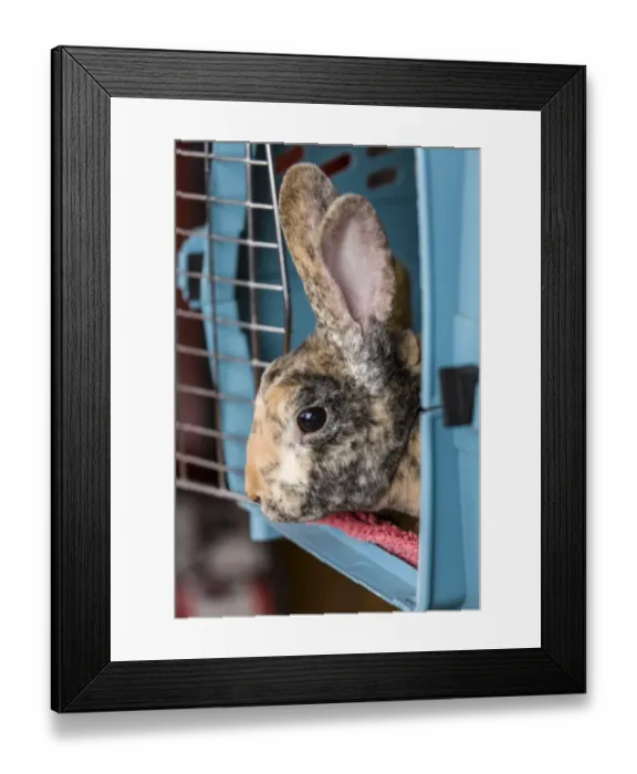 Framed Print : Harlequin Mini Rex pet rabbit in a pet carrier