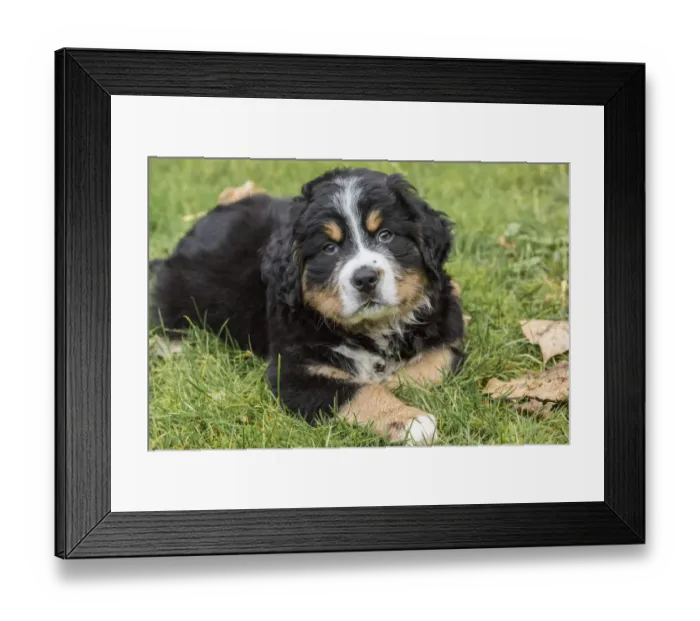 Framed Print : North Bend, Washington State, USA. Ten week old Bernese Mountain puppy resting in the park Framed Print : North Bend, Washington State, USA. Ten week old Bernese Mountain puppy resting in the park