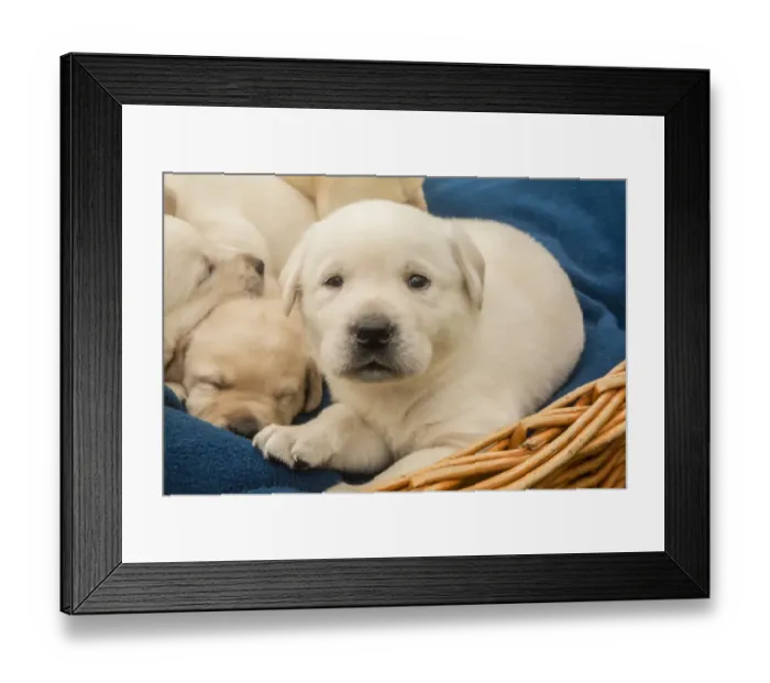 Framed Print : Litter of one month old Yellow Labrador puppies. (PR) Framed Print : Litter of one month old Yellow Labrador puppies. (PR)