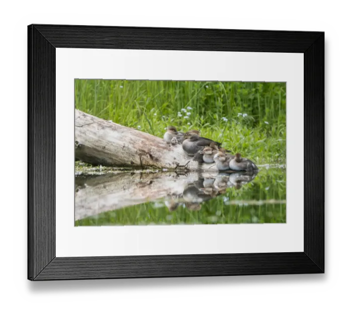 Framed Print : USA, Washington State. Female Hooded Merganser (Lophodytes cucullatus) on a log with