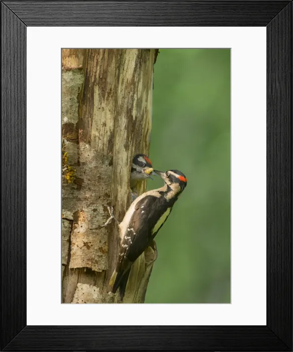 Framed Print : USA, Washington State. Male Hairy Woodpecker (Picoides villosus) feeding chick Framed Print : USA, Washington State. Male Hairy Woodpecker (Picoides villosus) feeding chick