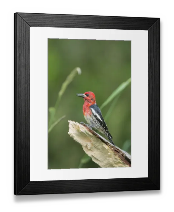 Framed Print : USA, Washington State. Red-breasted Sapsucker (Sphyrapicus ruber) perches on a fallen alder snag Framed Print : USA, Washington State. Red-breasted Sapsucker (Sphyrapicus ruber) perches on a fallen alder snag
