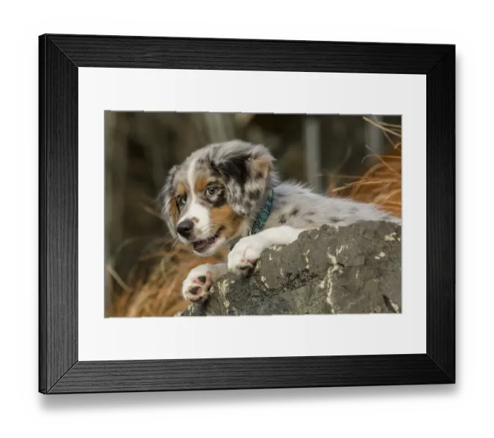 Framed Print : Sammamish, Washington State, USA. Three month old Blue Merle Australian Shepherd puppy resting