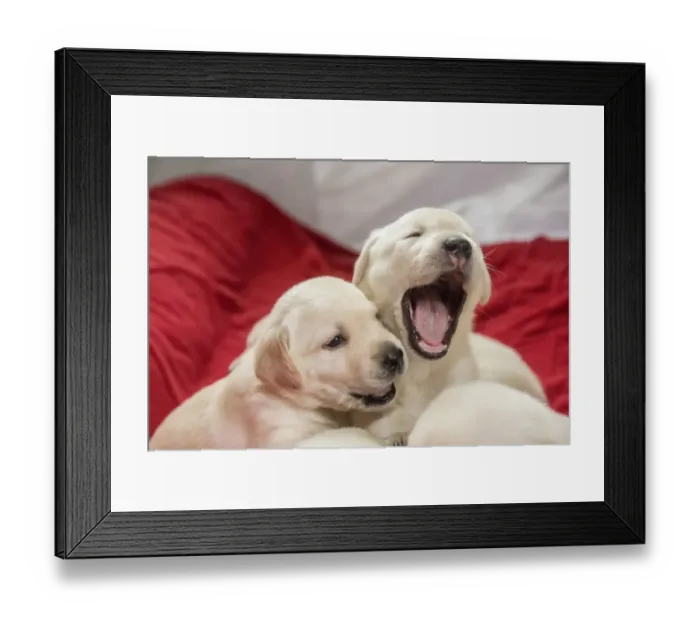 Framed Print : Litter of one month old Yellow Labrador puppies. (PR) Framed Print : Litter of one month old Yellow Labrador puppies. (PR)
