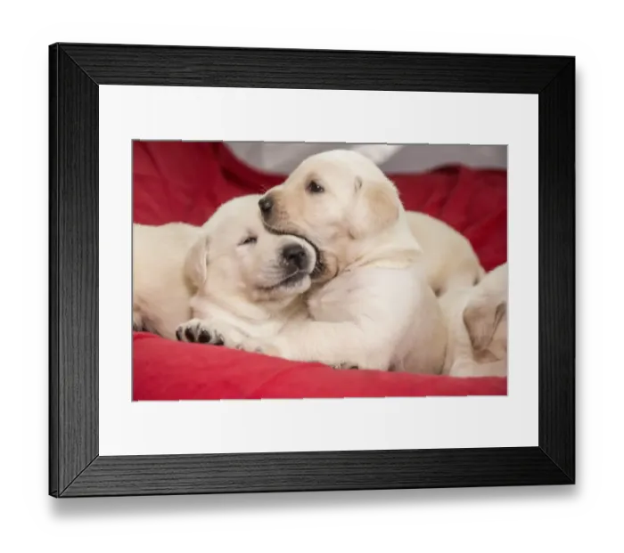 Framed Print : Litter of mischievous one month old Yellow Labrador puppies. (PR) Framed Print : Litter of mischievous one month old Yellow Labrador puppies. (PR)