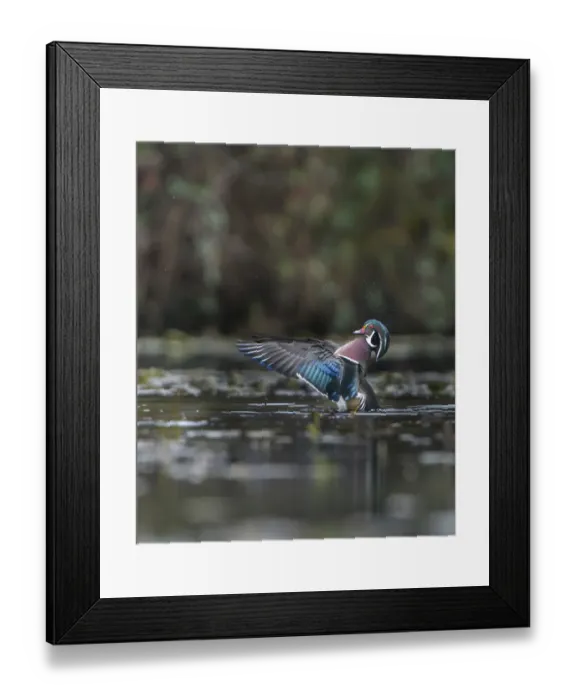 Framed Print : USA, Washington State. Male Wood Duck (Aix sponsa) flaps its wings on Union Bay in Seattle Framed Print : USA, Washington State. Male Wood Duck (Aix sponsa) flaps its wings on Union Bay in Seattle