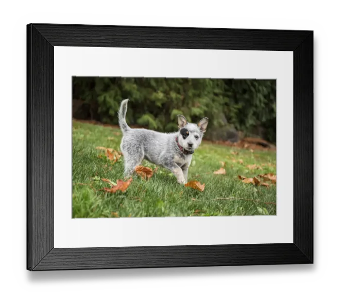Framed Print : Issaquah, Washington State, USA. Ten week old Australian Cattledog puppy playing in her yard