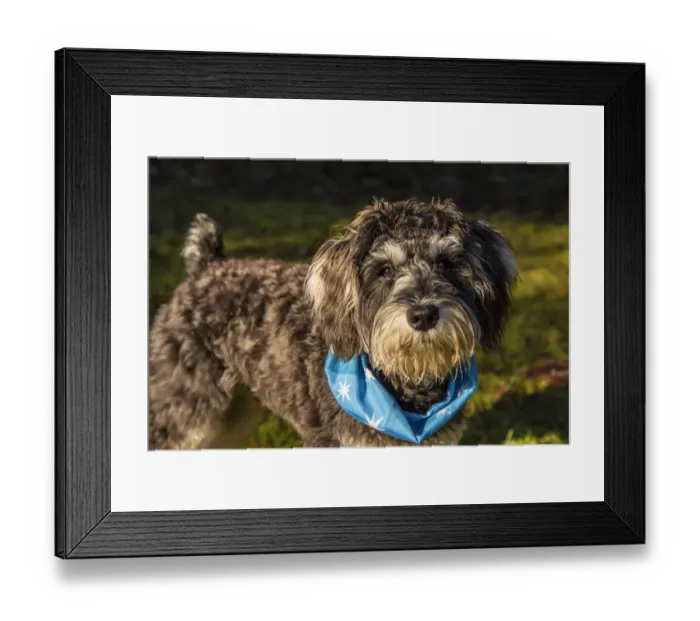 Framed Print : Issaquah, Washington State, USA. Seven month old Schnoodle puppy wearing a bandana outside Framed Print : Issaquah, Washington State, USA. Seven month old Schnoodle puppy wearing a bandana outside