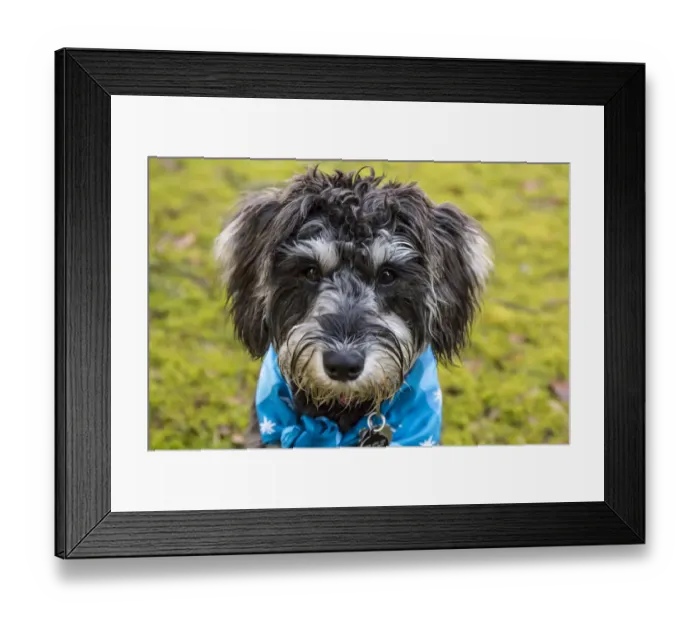 Framed Print : Issaquah, Washington State, USA. Close-up portrait of seven month old Schnoodle puppy