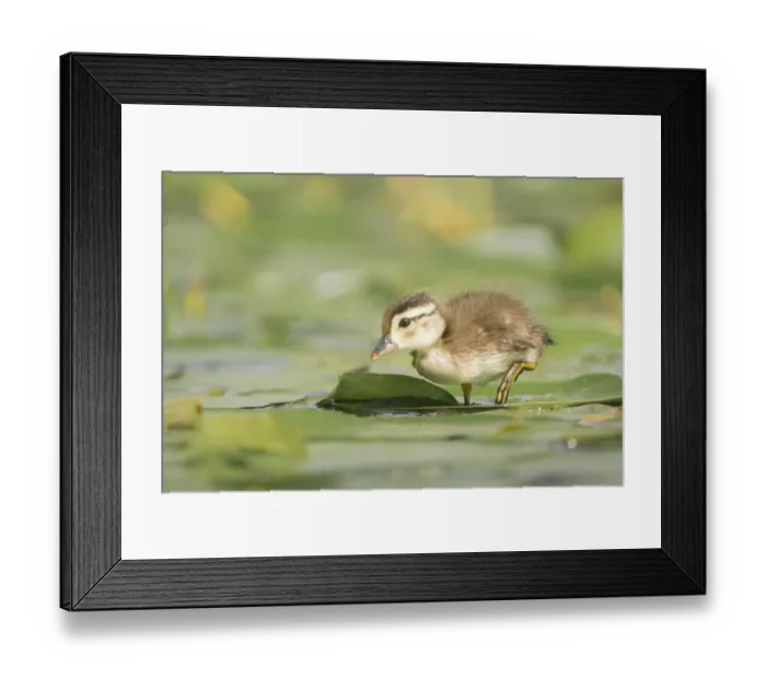 Framed Print : USA, Washington State. Wood Duck (Aix sponsa) duckling on lily pad in western Washington Framed Print : USA, Washington State. Wood Duck (Aix sponsa) duckling on lily pad in western Washington