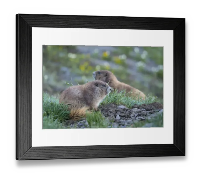 Framed Print : USA, Washington State. Endemic Olympic Marmot (Marmota olympus) juveniles romp near Hurricane Ridge Framed Print : USA, Washington State. Endemic Olympic Marmot (Marmota olympus) juveniles romp near Hurricane Ridge