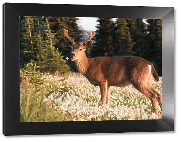 USA, Washington State. Black-tailed deer (Odocoileus hemionus columbianus), a buck in velvet