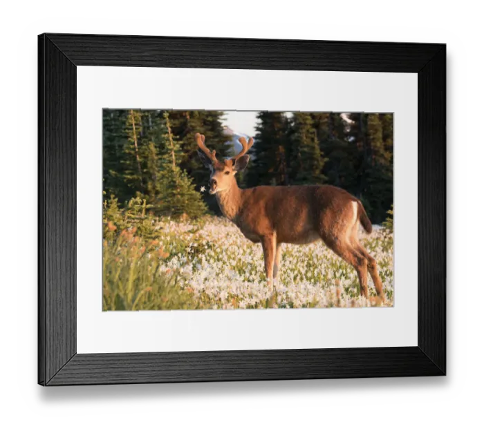 Framed Print : USA, Washington State. Black-tailed deer (Odocoileus hemionus columbianus), a buck in velvet