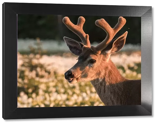 USA, Washington State. Portrait of a Black-tailed deer (Odocoileus hemionus columbianus)