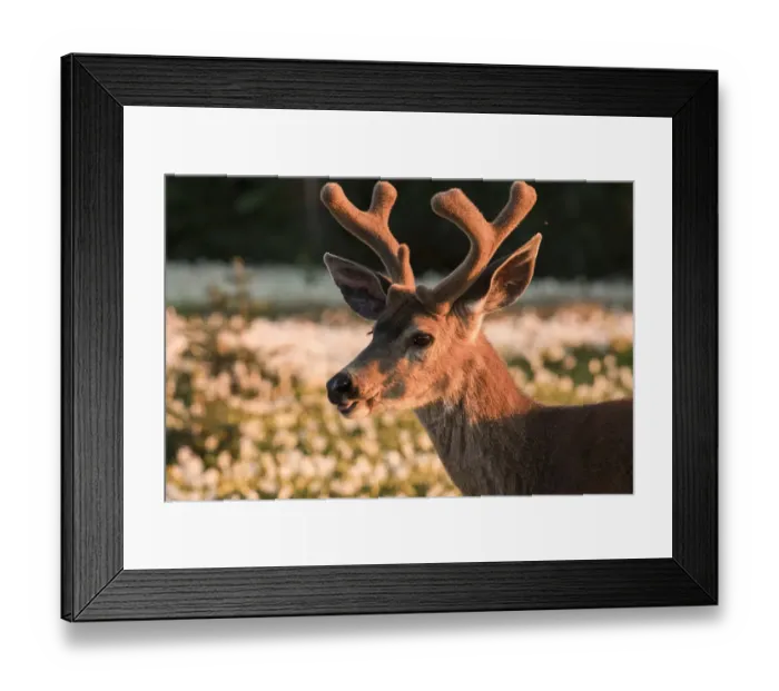 Framed Print : USA, Washington State. Portrait of a Black-tailed deer (Odocoileus hemionus columbianus) Framed Print : USA, Washington State. Portrait of a Black-tailed deer (Odocoileus hemionus columbianus)