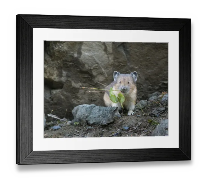 Framed Print : USA, Washington State. American Pika (Ochotona princeps) harvests vegetation for winter cache at Mt Framed Print : USA, Washington State. American Pika (Ochotona princeps) harvests vegetation for winter cache at Mt