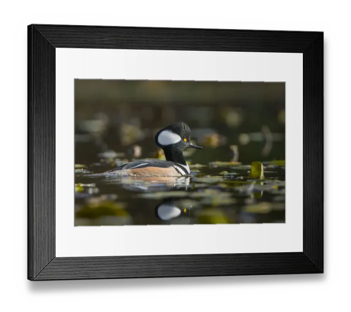 Framed Print : USA, Washington State. Male Hooded Merganser (Lophodytes cucullatus) among lily pads Framed Print : USA, Washington State. Male Hooded Merganser (Lophodytes cucullatus) among lily pads