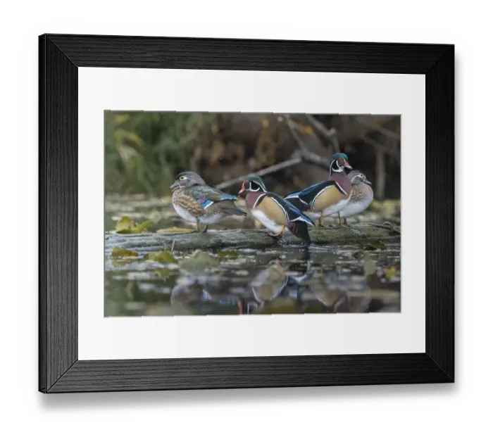 Framed Print : USA, Washington State. Group of Wood Ducks (Aix sponsa) perch on a log in Union Bay in Seattle Framed Print : USA, Washington State. Group of Wood Ducks (Aix sponsa) perch on a log in Union Bay in Seattle
