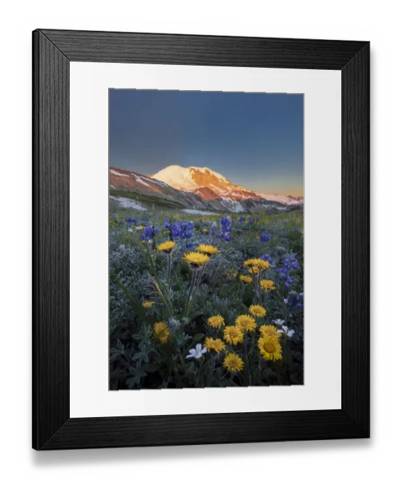 Framed Print : USA, Washington State. Alpine wildflowers Dwarf Lupine (Lupinus lepidus), Tolmies Saxifrage Framed Print : USA, Washington State. Alpine wildflowers Dwarf Lupine (Lupinus lepidus), Tolmies Saxifrage