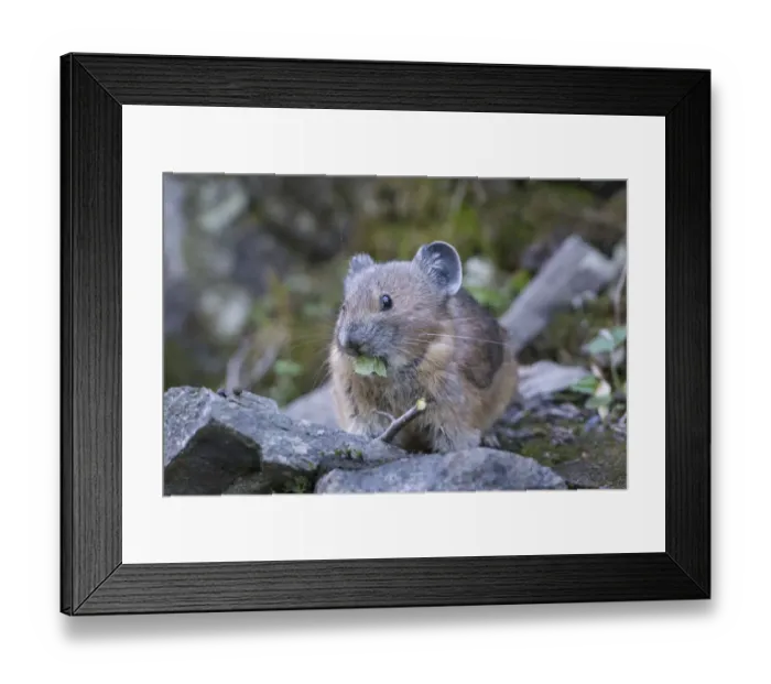 Framed Print : USA, Washington State. American Pika (Ochotona princeps), a herbivore related to rabbits Framed Print : USA, Washington State. American Pika (Ochotona princeps), a herbivore related to rabbits
