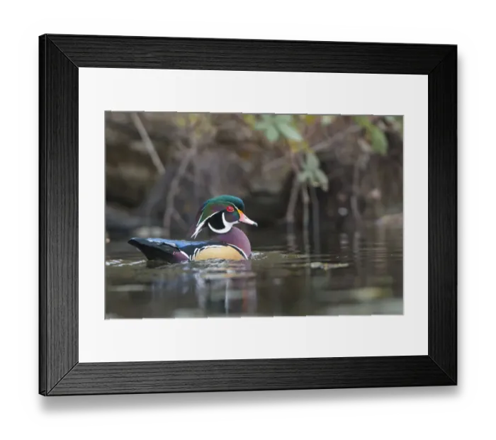Framed Print : USA, Washington State. Male Wood Duck (Aix sponsa) on a pond in Seattle Framed Print : USA, Washington State. Male Wood Duck (Aix sponsa) on a pond in Seattle