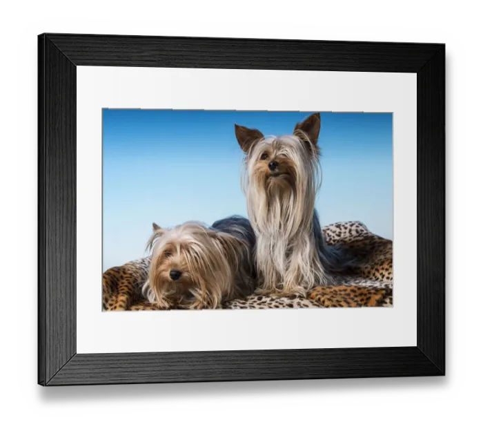 Framed Print : Male and female adult Teacup Yorkshire Terrier dogs. (PR)