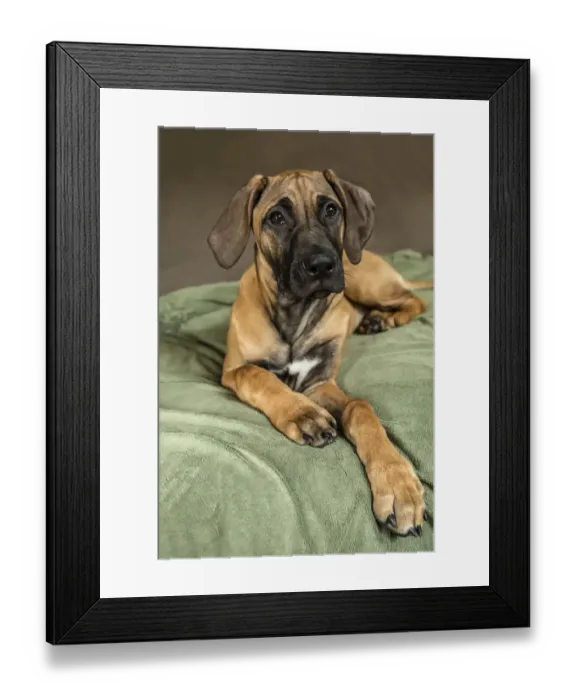 Framed Print : Four month old Rhodesian Ridgeback puppy reclining on a covered sofa. (PR) Framed Print : Four month old Rhodesian Ridgeback puppy reclining on a covered sofa. (PR)