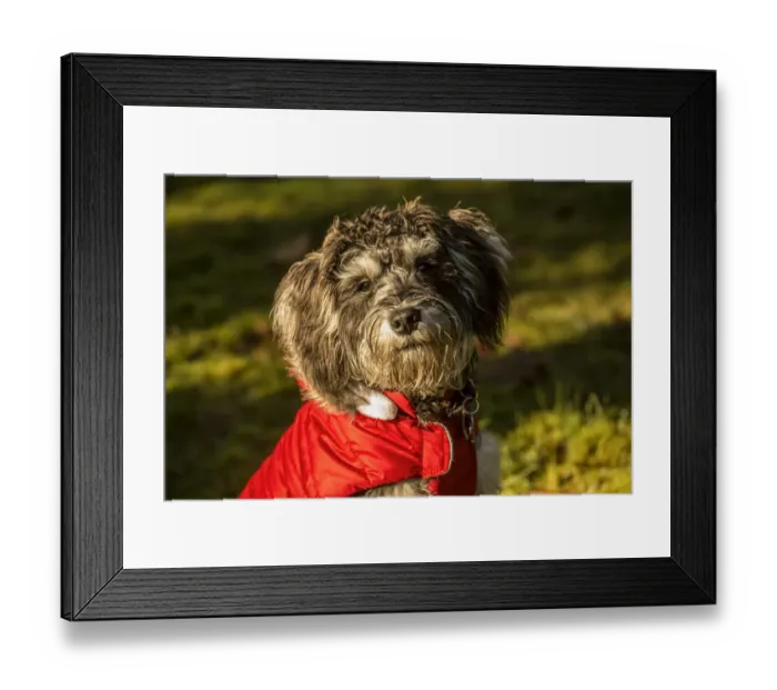Framed Print : Portrait of seven month old Schnoodle puppy wearing his jacket on a cold day. (PR) Framed Print : Portrait of seven month old Schnoodle puppy wearing his jacket on a cold day. (PR)