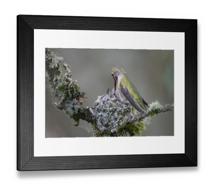 Framed Print : USA, Washington State. Annas Hummingbird (Calypte anna) female feeding two chicks Framed Print : USA, Washington State. Annas Hummingbird (Calypte anna) female feeding two chicks