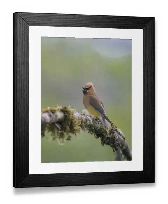 Framed Print : USA, Washington State. Cedar Waxwing (Bombycilla cedrorum) calling from perch in western Washington Framed Print : USA, Washington State. Cedar Waxwing (Bombycilla cedrorum) calling from perch in western Washington