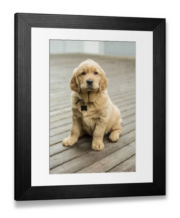 Framed Print : Issaquah, Washington State, USA. Eight week old Golden Retriever puppy sitting on a wooden deck Framed Print : Issaquah, Washington State, USA. Eight week old Golden Retriever puppy sitting on a wooden deck