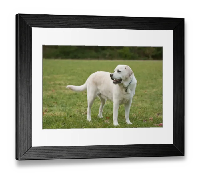 Framed Print : Issaquah, Washington State, USA. 6 year old English Yellow Labrador standing in a Framed Print : Issaquah, Washington State, USA. 6 year old English Yellow Labrador standing in a