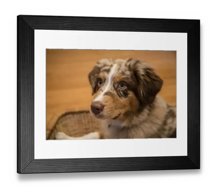 Framed Print : Four month old Red Merle Australian Shepherd puppy resting in a basket. (PR)