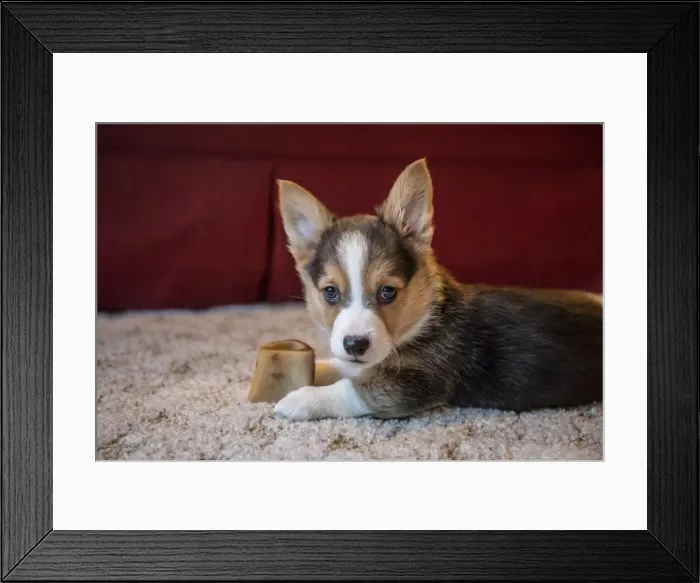 Framed Print : Portrait of eight week old Corgi puppy resting on the carpet guarding his bone. (PR) Framed Print : Portrait of eight week old Corgi puppy resting on the carpet guarding his bone. (PR)