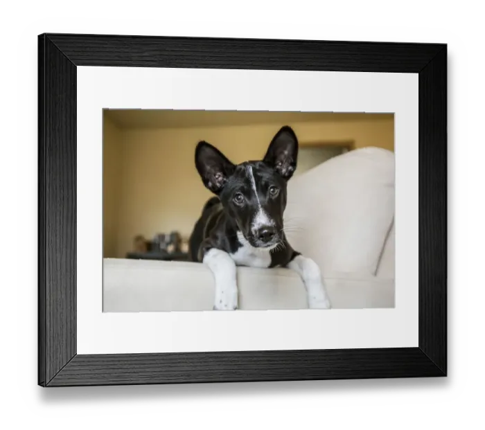 Framed Print : Three month old Basenji puppy sitting with his legs over the side of a chair. (PR) Framed Print : Three month old Basenji puppy sitting with his legs over the side of a chair. (PR)