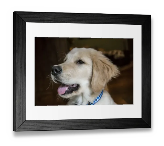 Framed Print : Close-up portrait of a four month old Golden Retriever puppy. (PR) Framed Print : Close-up portrait of a four month old Golden Retriever puppy. (PR)